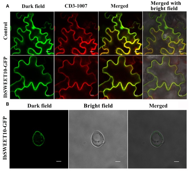 FIGURE 3