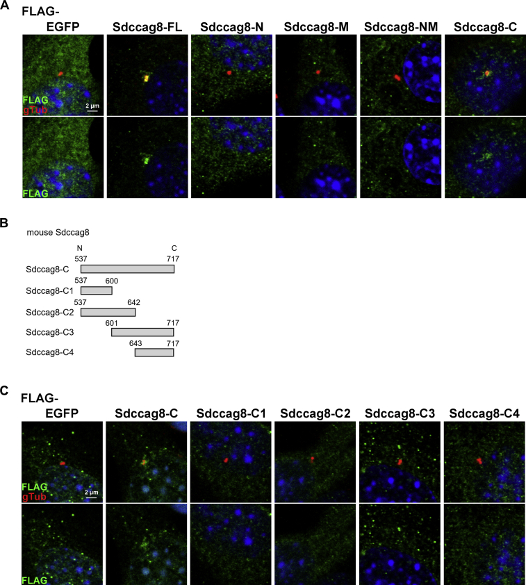 Figure 2