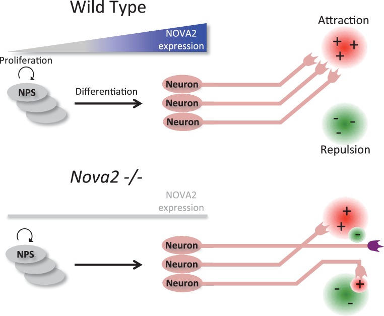 Figure 11.