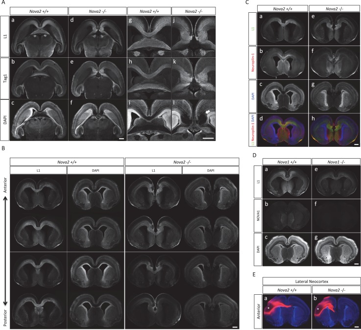 Figure 6—figure supplement 1.