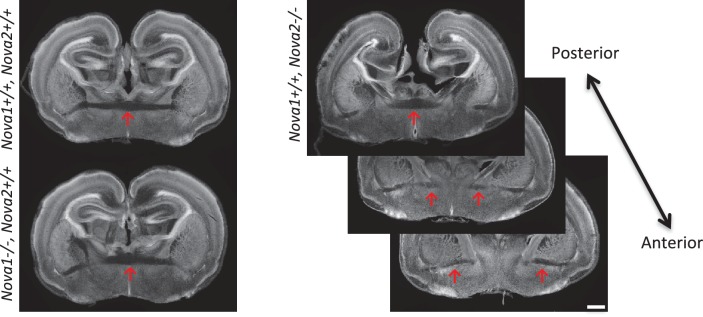 Figure 6—figure supplement 2.