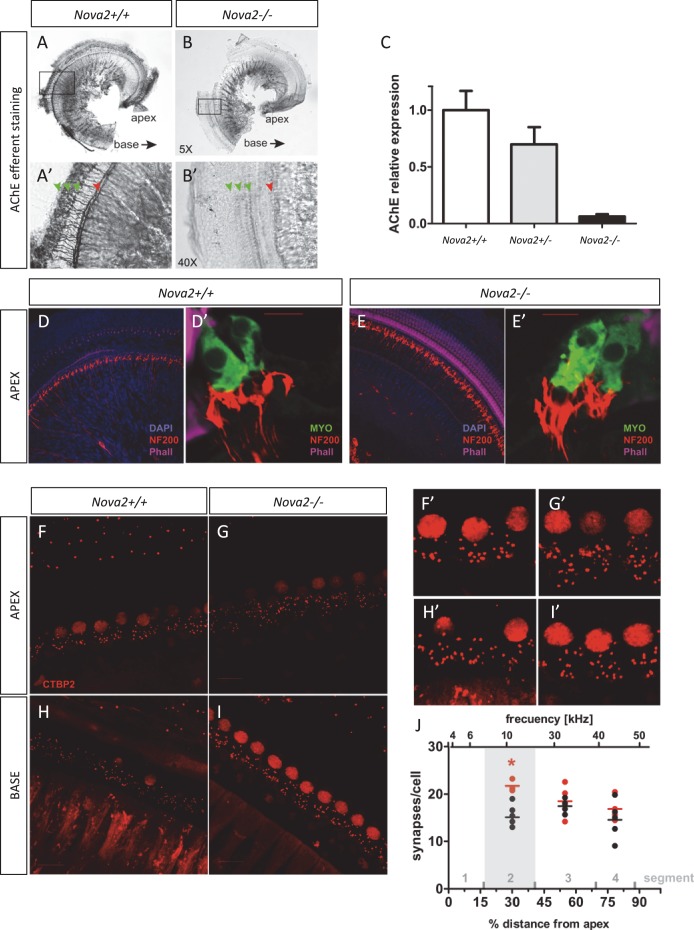 Figure 10—figure supplement 1.