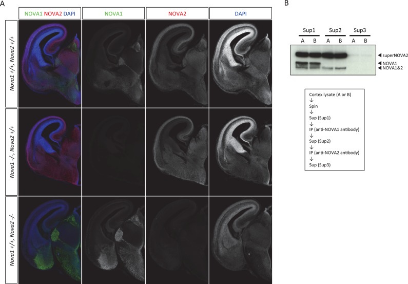 Figure 1—figure supplement 2.