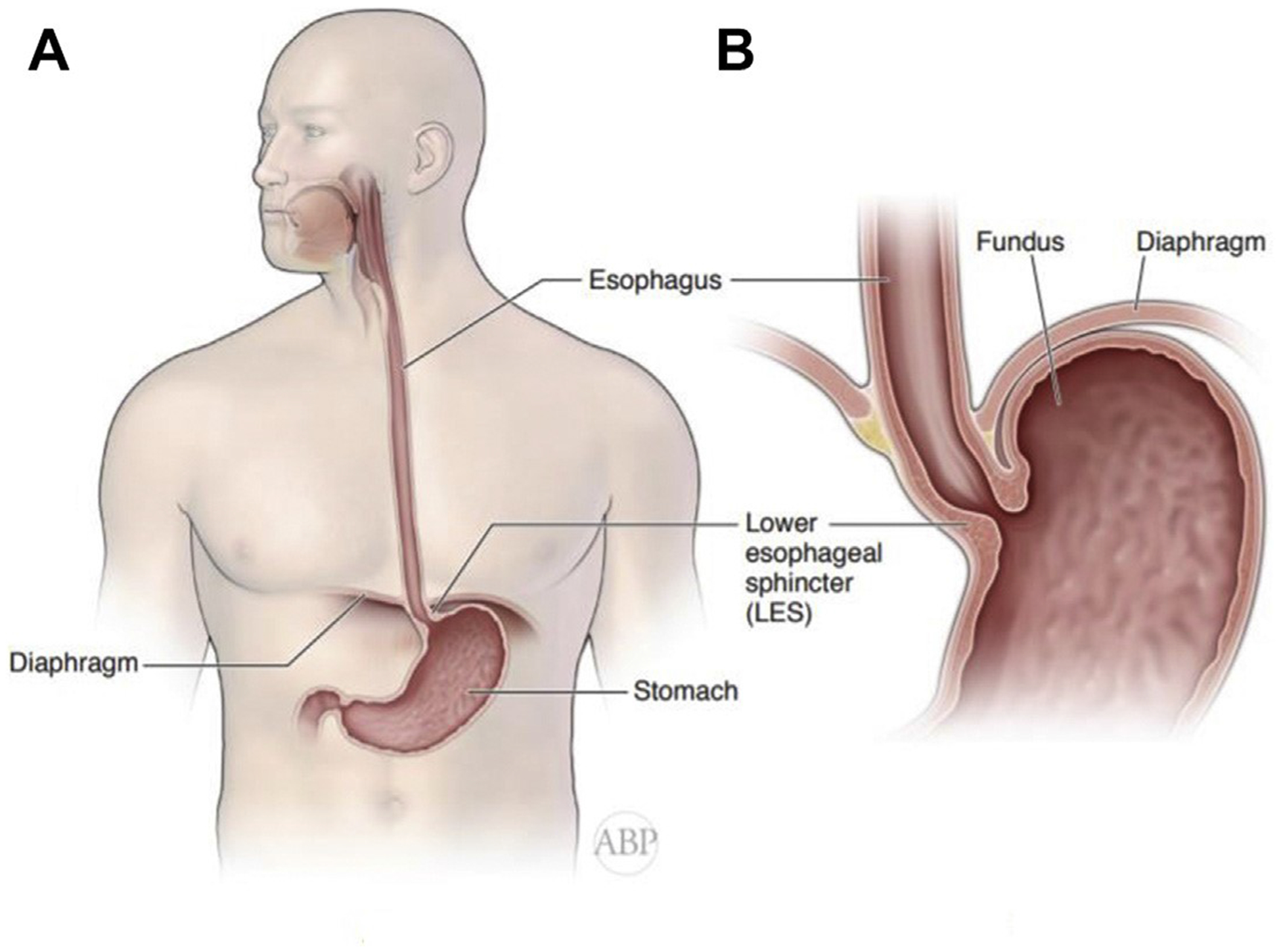 Fig. 1.