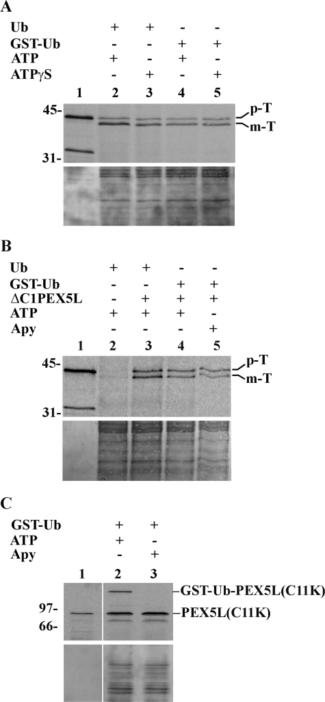 FIGURE 4.