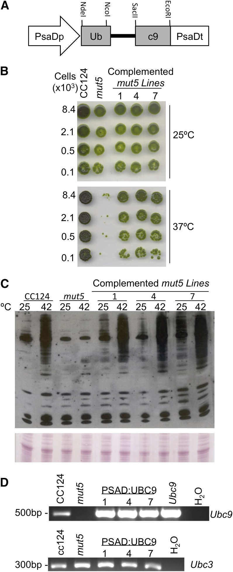 Figure 5.