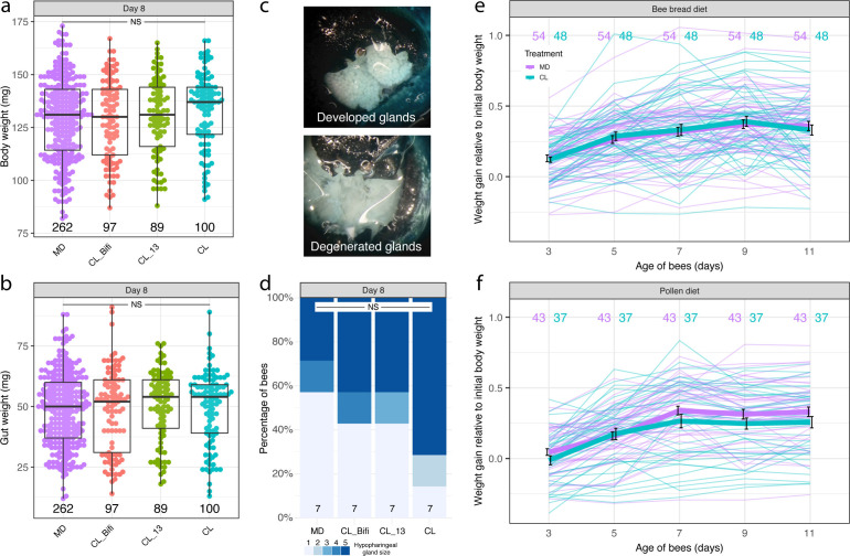 Graphs compare absolute body and gut weight of bees with and without gut microbiota, and gland size and weight gain by microbiota treatment group. Photos show examples of fully developed and degenerated hypopharyngeal glands.