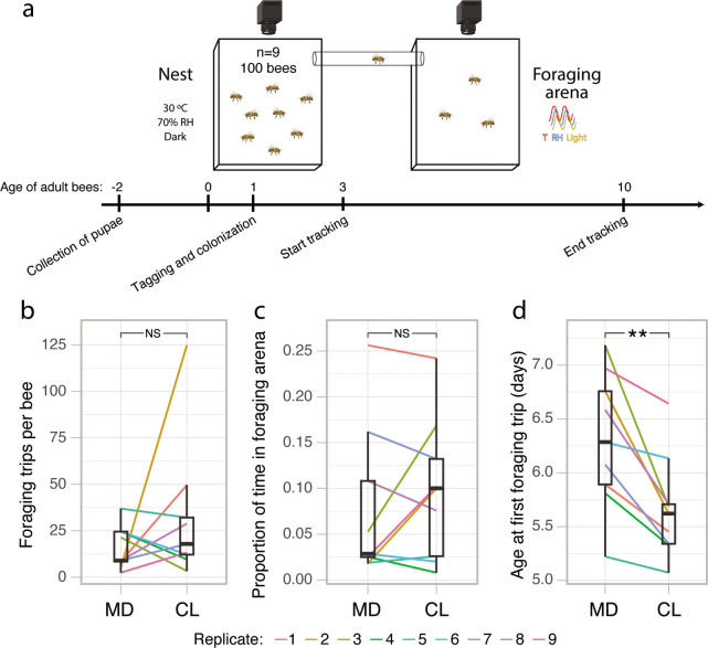 Experimental design; trip numbers each bee made between the nest and the foraging arena; proportion of time individual bees spent within the foraging arena; and age of bees when they took their first trip to the foraging arena are featured.