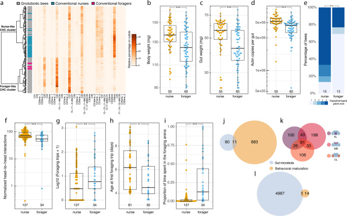 Illustrations feature differences in weight, glands, behaviors, and brain and gut gene expression between nurse-like and forager-like CHC clusters.