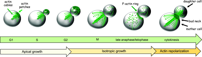 Fig. 2