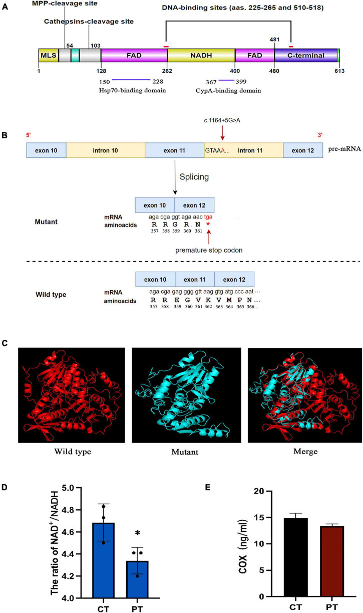 FIGURE 4