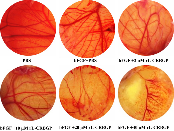 Fig. 5