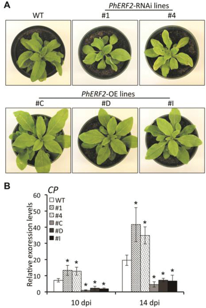 Fig. 6.