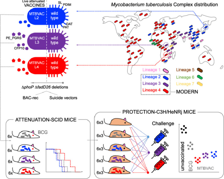 Image, graphical abstract