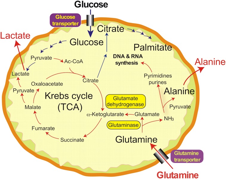 FIGURE 1.