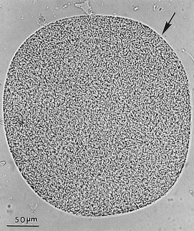 FIG. 26