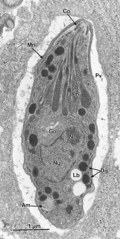 FIG. 6