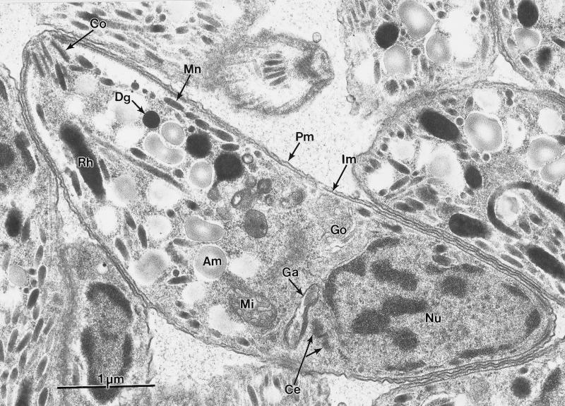 FIG. 15