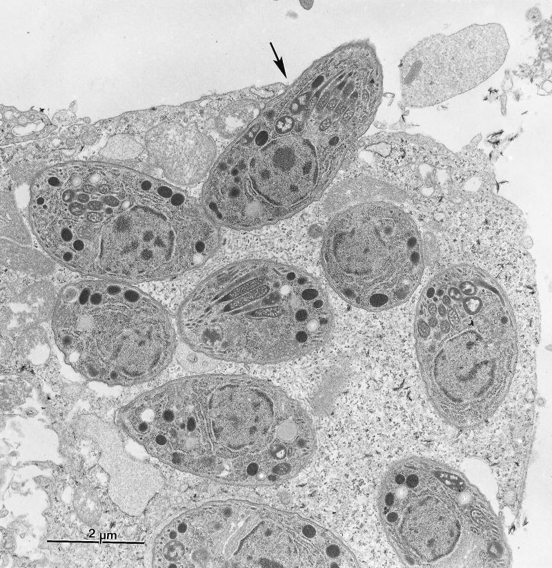 FIG. 9