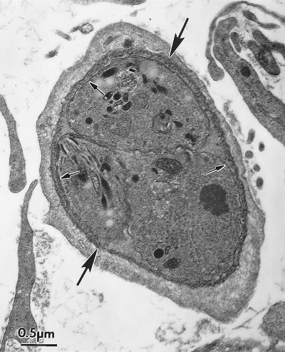 FIG. 30