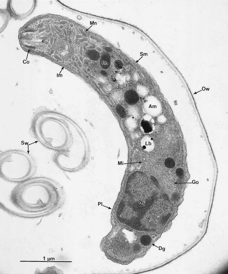 FIG. 24