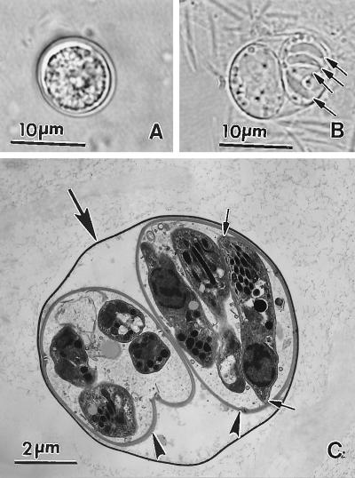 FIG. 21