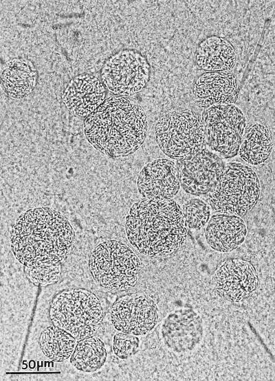 FIG. 28