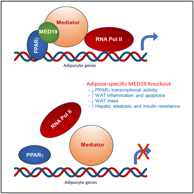 graphic file with name nihms-1635589-f0001.jpg