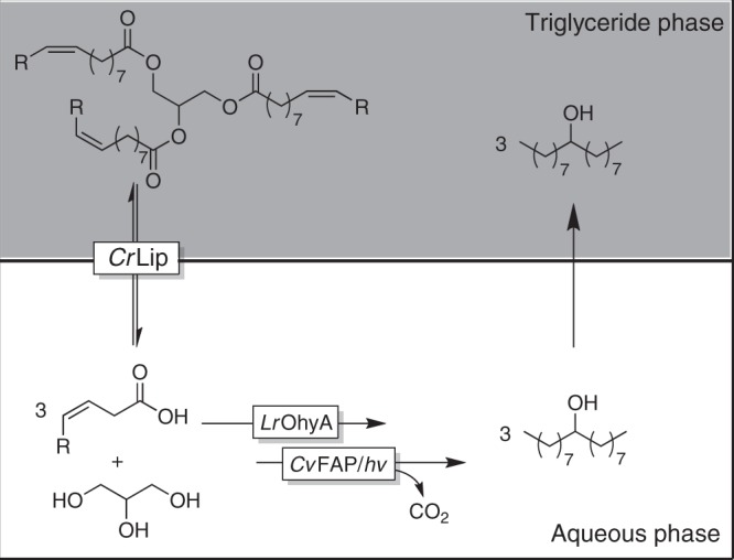 Fig. 5