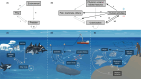 Ecological and behavioural drivers of foraging tactics in odontocetes.
