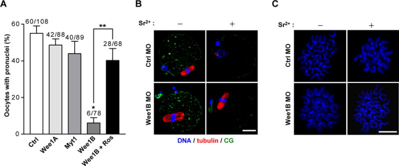 Fig.2