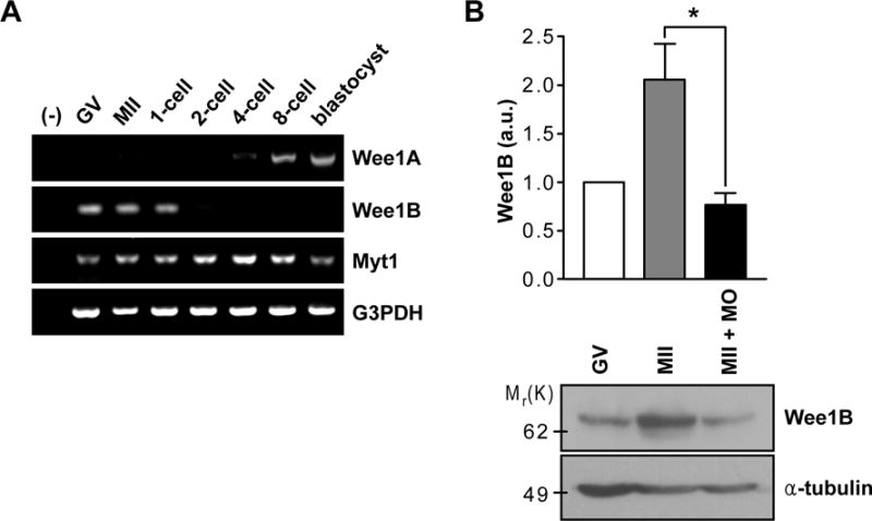 Fig.1