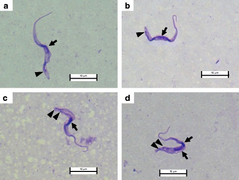 Fig. 2