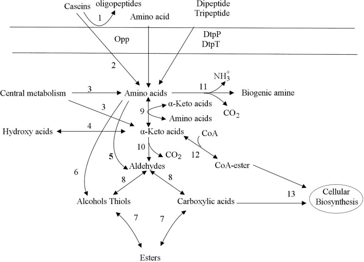 FIGURE 1