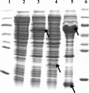 FIG. 5.