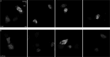 Figure 4—figure supplement 1.