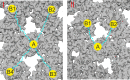 Figure 2—figure supplement 3.