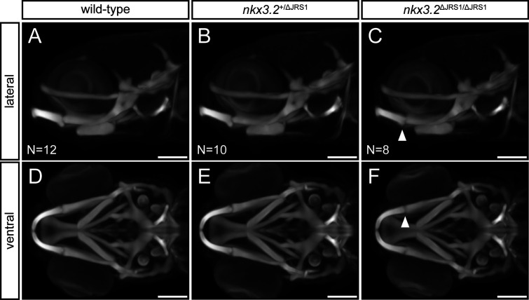 Figure 7—figure supplement 1.