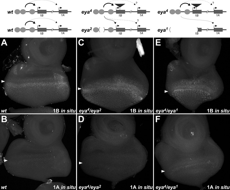 Fig 5