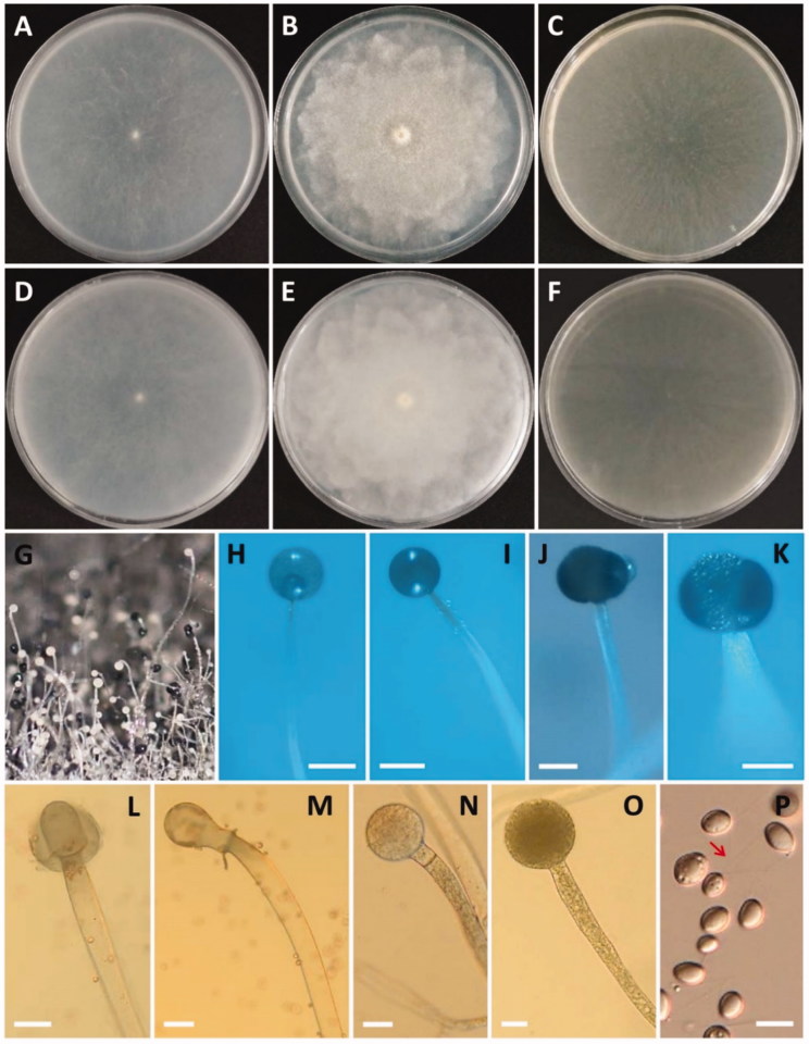 Figure 4.