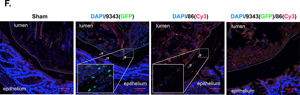 Fig 4.