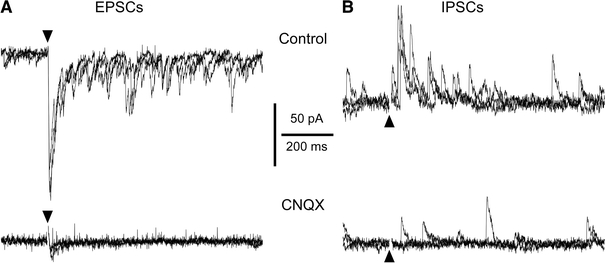 Fig. 7