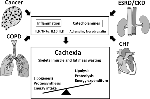 Fig. 1