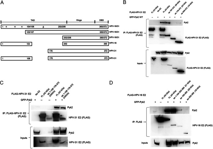 FIG 2