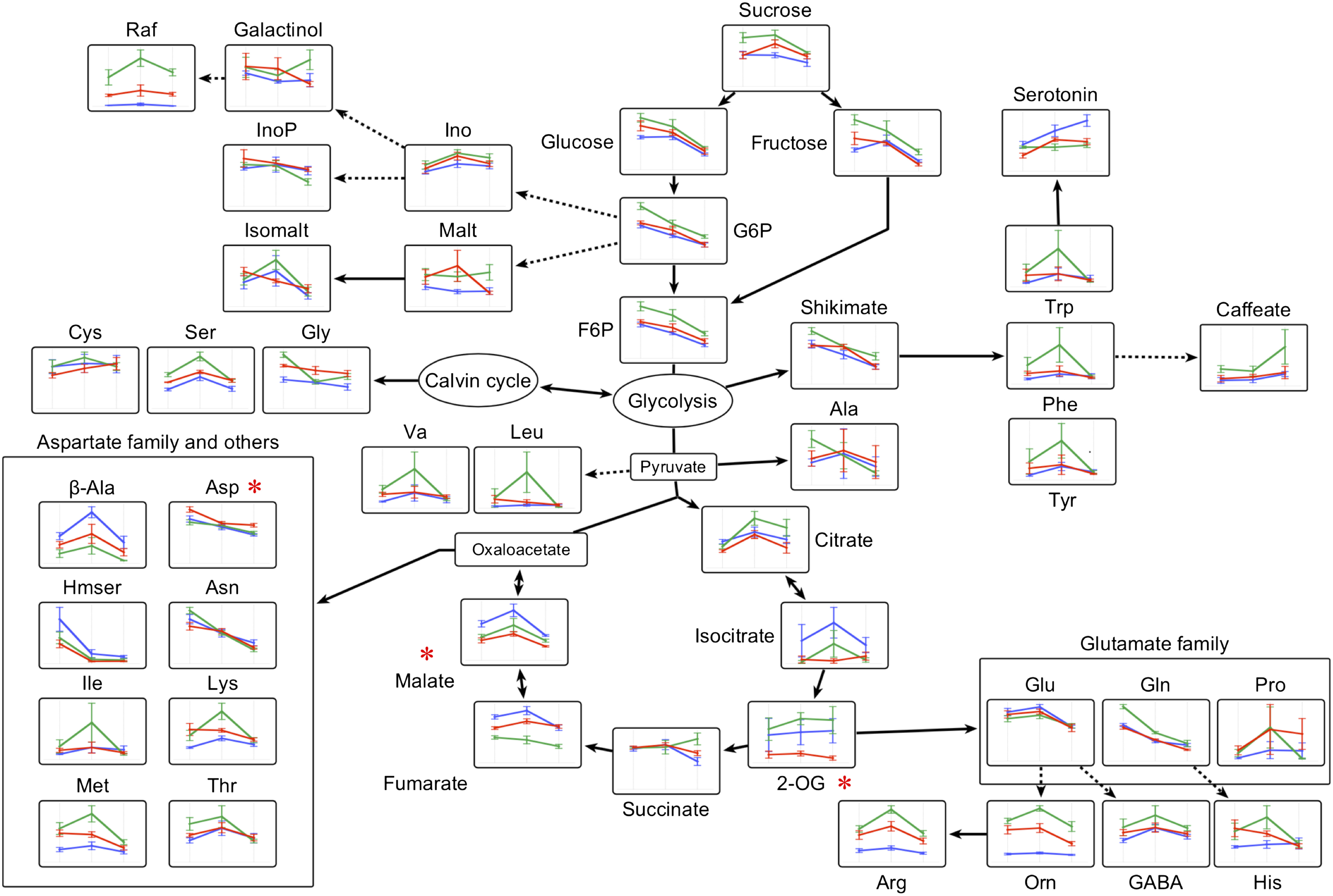 Figure 4. Metabolite distribution in central metabolic pathways of Col, C24, and F1 hybrid. Patterns for Col, C24, and F1 hybrid at 13, 15, and 17 DAS were projected onto the metabolic map. Blue, green, and red line colors correspond to Col, C24, and F1 hybrid (female C24), respectively. Error bars represent the SD of six biological replicates. Asterisks (*) indicate that the particular metabolite was significantly different in F1 hybrid samples when compared to each parent based on Tukey’s test (p<0.05). 2-OG: 2-oxoglutarate, β-Ala: β-alanine, Cit: citrate, F6P: fructose-6-phosphate, Fum: fumarate, GABA: 4-aminobutyrate, G6P: glucose-6-phosphate, Hmser: homoserine, Ino: inositol, InoP: inositol-1-phosphate, Isocit: isocitrate, Isomalt: isomaltose, Mal: malate, Tre: trehalose, T6P: trehalose-6-phosphate, Orn: ornithine and Raf: raffinose.