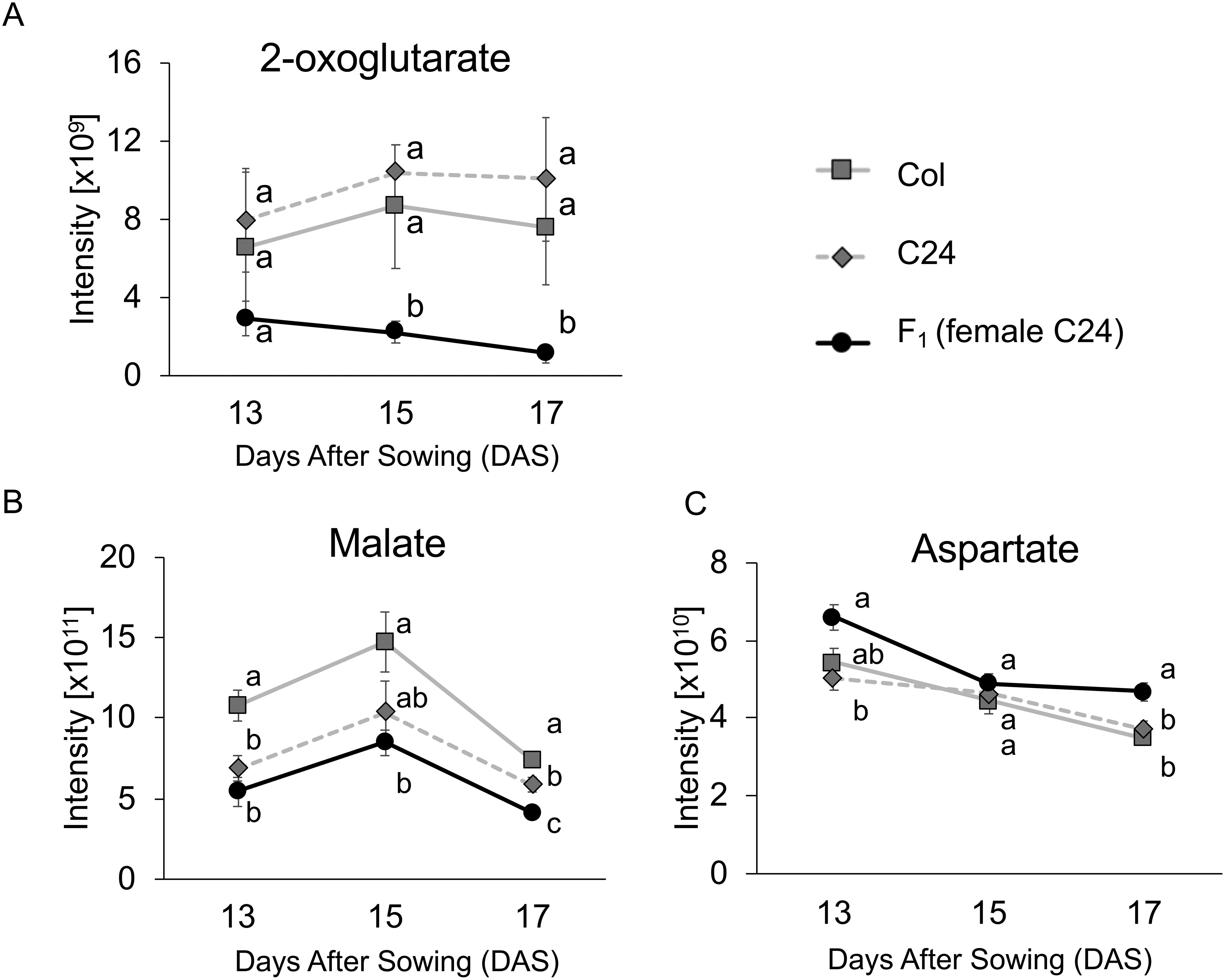 Figure 5. Unique changes in levels of metabolites involved in the TCA cycle and N metabolism in F1 hybrid. X-axis represents sampling periods, while Y-axis shows normalized intensity of each metabolite peak. The levels of 2-OG (A) and malate (B) were significantly lower in F1 hybrid compared to in parent plants. The level of aspartate (C) was significantly higher in F1 hybrid than parent plants. Different letters indicate significant differences based on Tukey’s test (p<0.05). Error bars represent the SE of six biological replicates.