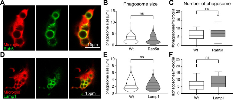 Figure 6—figure supplement 1.