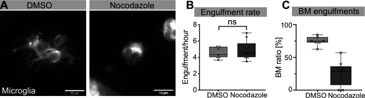 Figure 3—figure supplement 2.