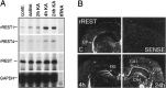 Fig. 9.