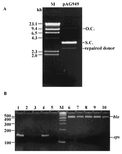 FIG. 5